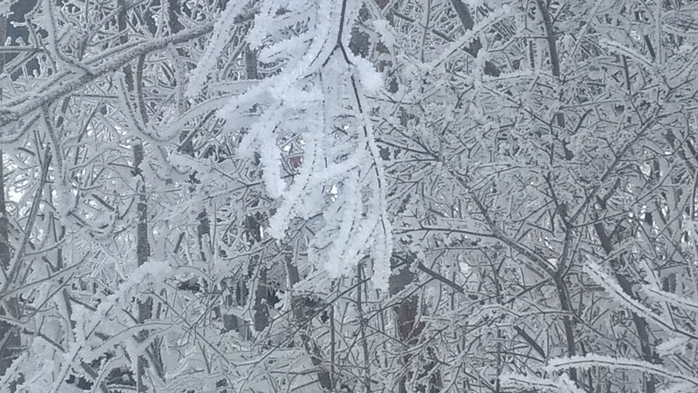 Winterwanderalternative an kalten Tagen ist die Raureifwanderung.