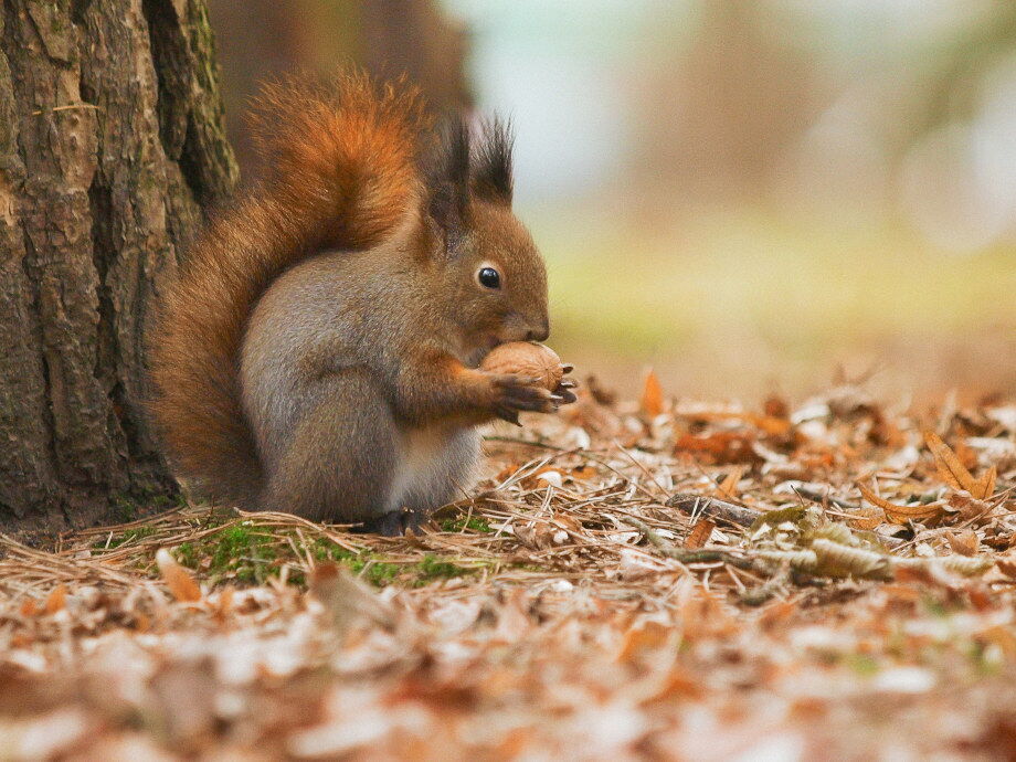 Winterfutter für das Eichhörnchen im Wald.