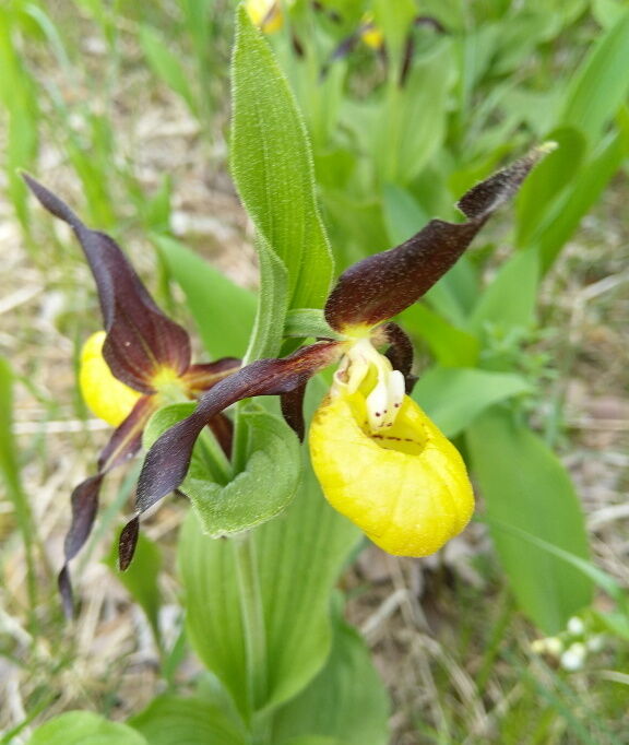 Wandern durch die Martinauer-Au und die Orchideen bestaunen.