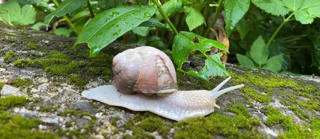 Wandern im Wald und richtig entschleunigen.