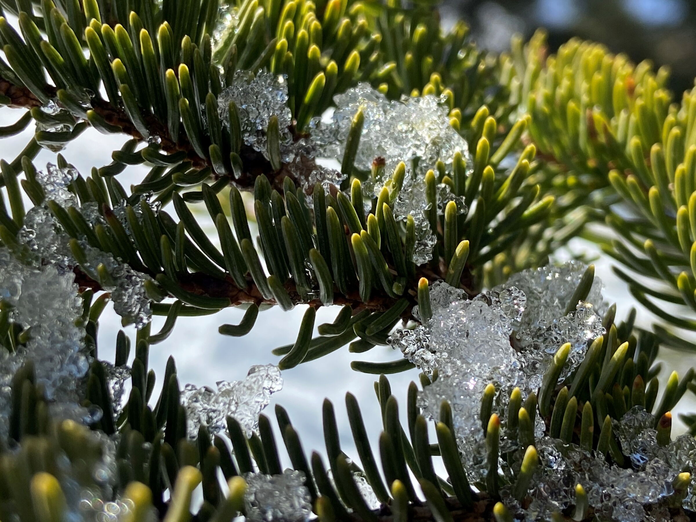 Schneeschmelze im Frühling im Naturpark Lechtal.