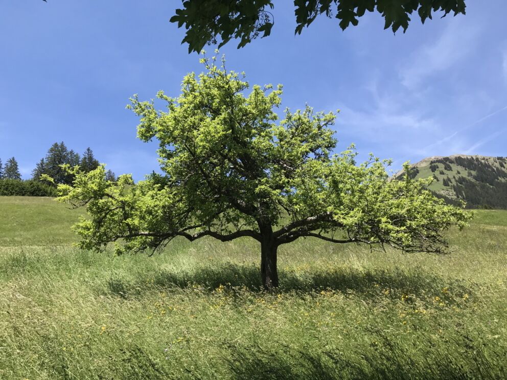 Wandern im Naturpark Lechtal in Holzgau entlang der Kräuterwiesen.
