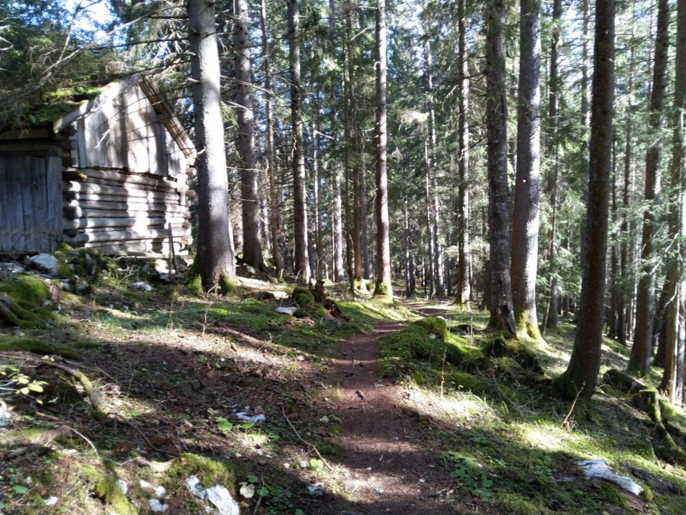Mit dem Wald den Körper entschleunigen.