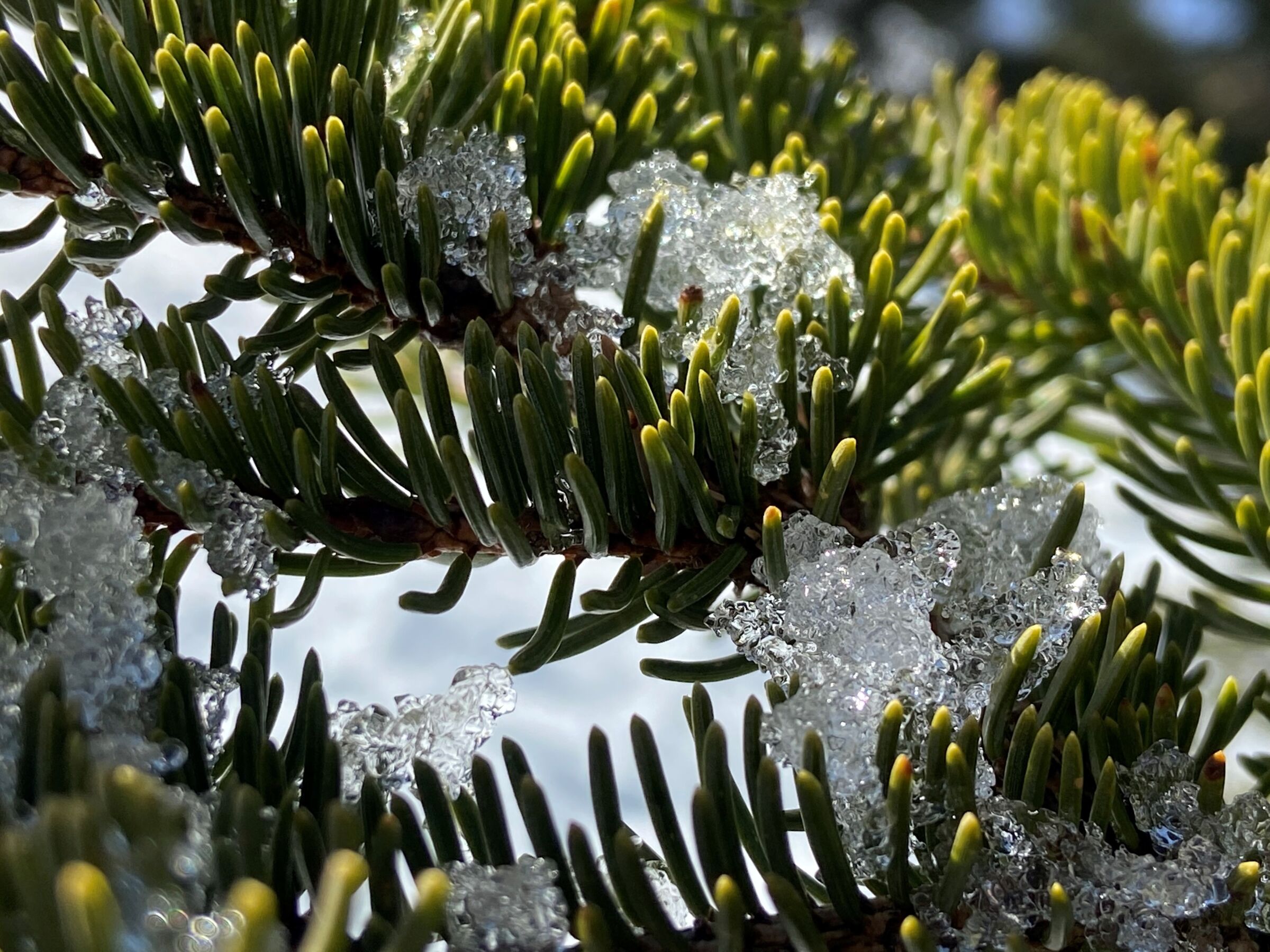 Schneeschmelze im Frühling im Naturpark Lechtal.