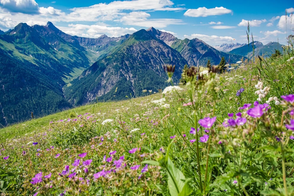 Wandern inmitten der Bergwiesen im Lechtal.