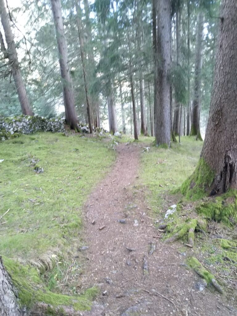 Ruhe für den Körper finden beim Waldbaden in Holzgau.