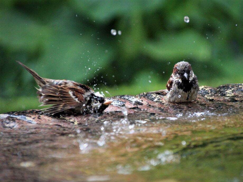 Eine erfrischende Dusche im klaren Wasser für die Vögel in der Früh.