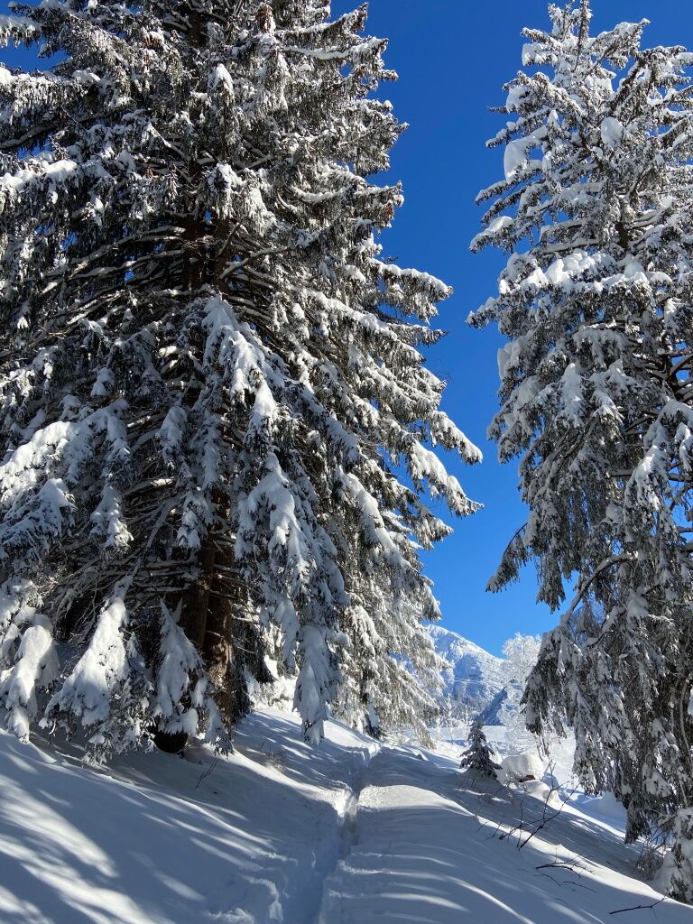 Ruhe genießen und abschalten mit einer Winterwanderung im Lechtal mit den Schneeschuhen durch den Wald.