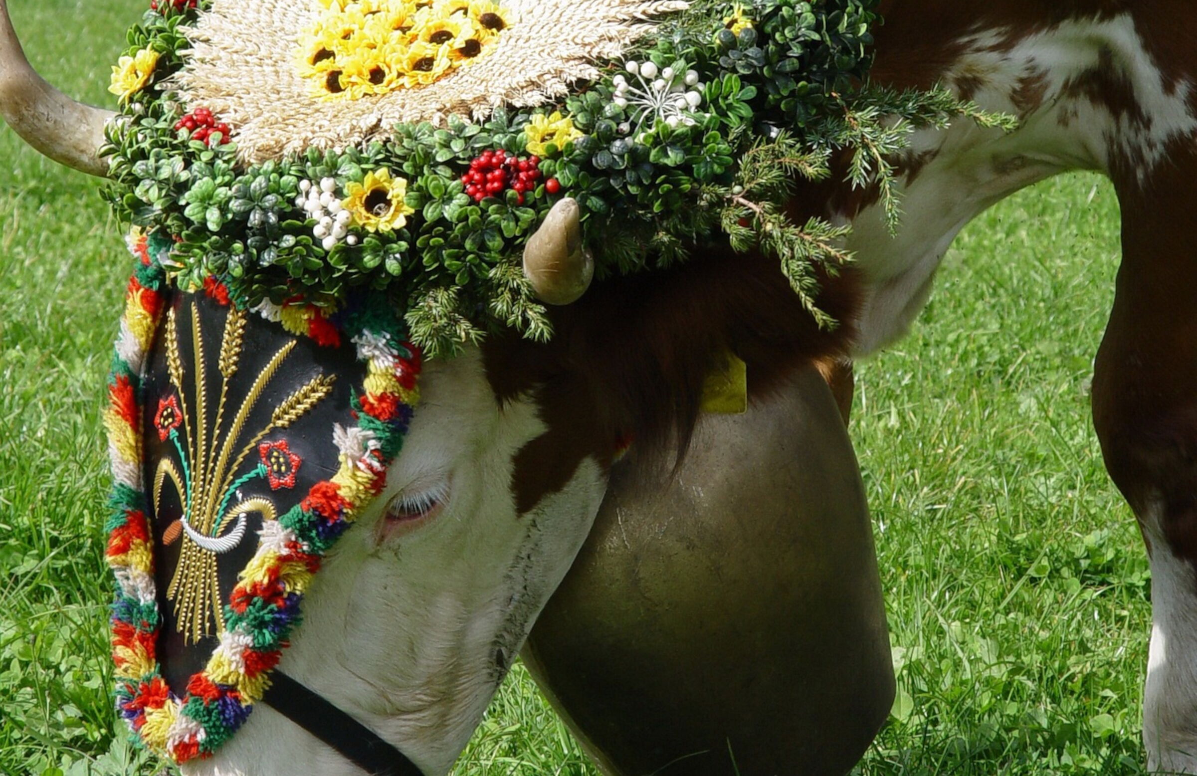 Almabtrieb im Herbst im Tiroler Lechtal.