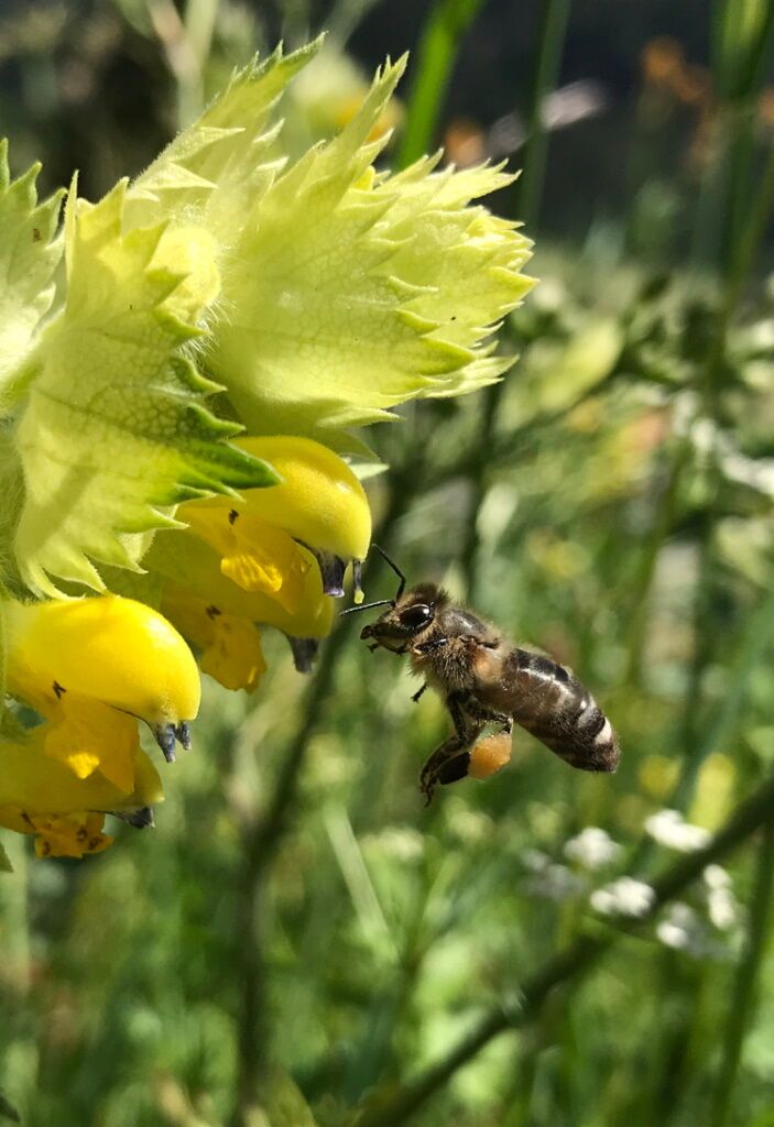Eine fleißige Biene sammelt den Nektar für den Lechtaler Bienenhonig.
