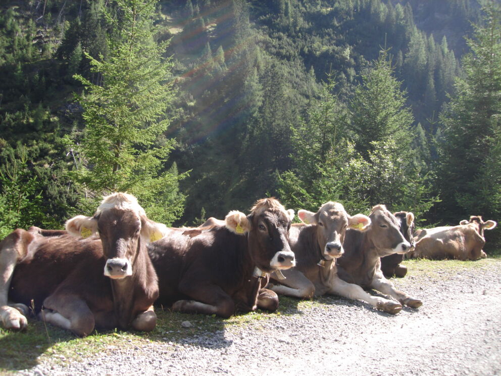 Kühe warten auf den Almabtrieb im Naturpark Lechtal.