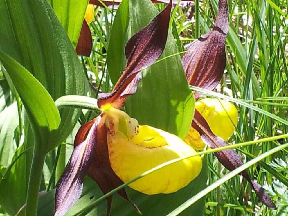 Orchideenblütezeit im Frühling im Naturpark-Lechtal.
