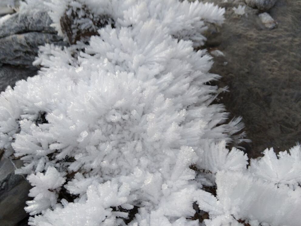 Wie kleine Hände sehen die kleinen Eiskristalle aus, ganz knapp über der Wasseroberfläche.