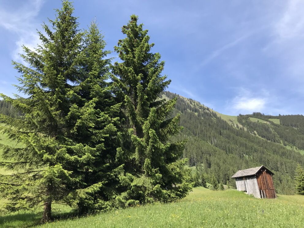 Wandern im Naturpark Lechtal in den Sommermonaten zwischen Blumen, Gräser und Kräutern.