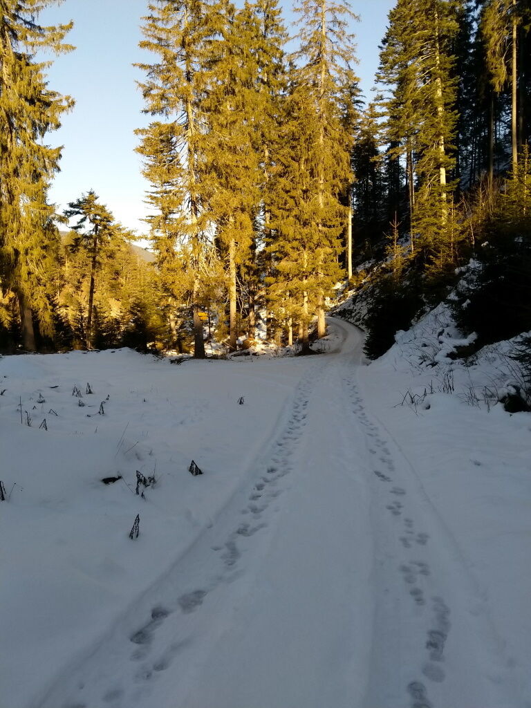 Entlang dem Forstweg geht es vom Höhenweg Baichlstein runter nach Stanzach.