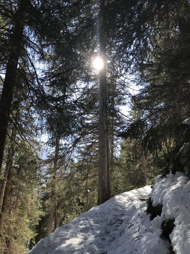 Winterwandern und Waldbaden und das Immunsystem im Winter stärken.