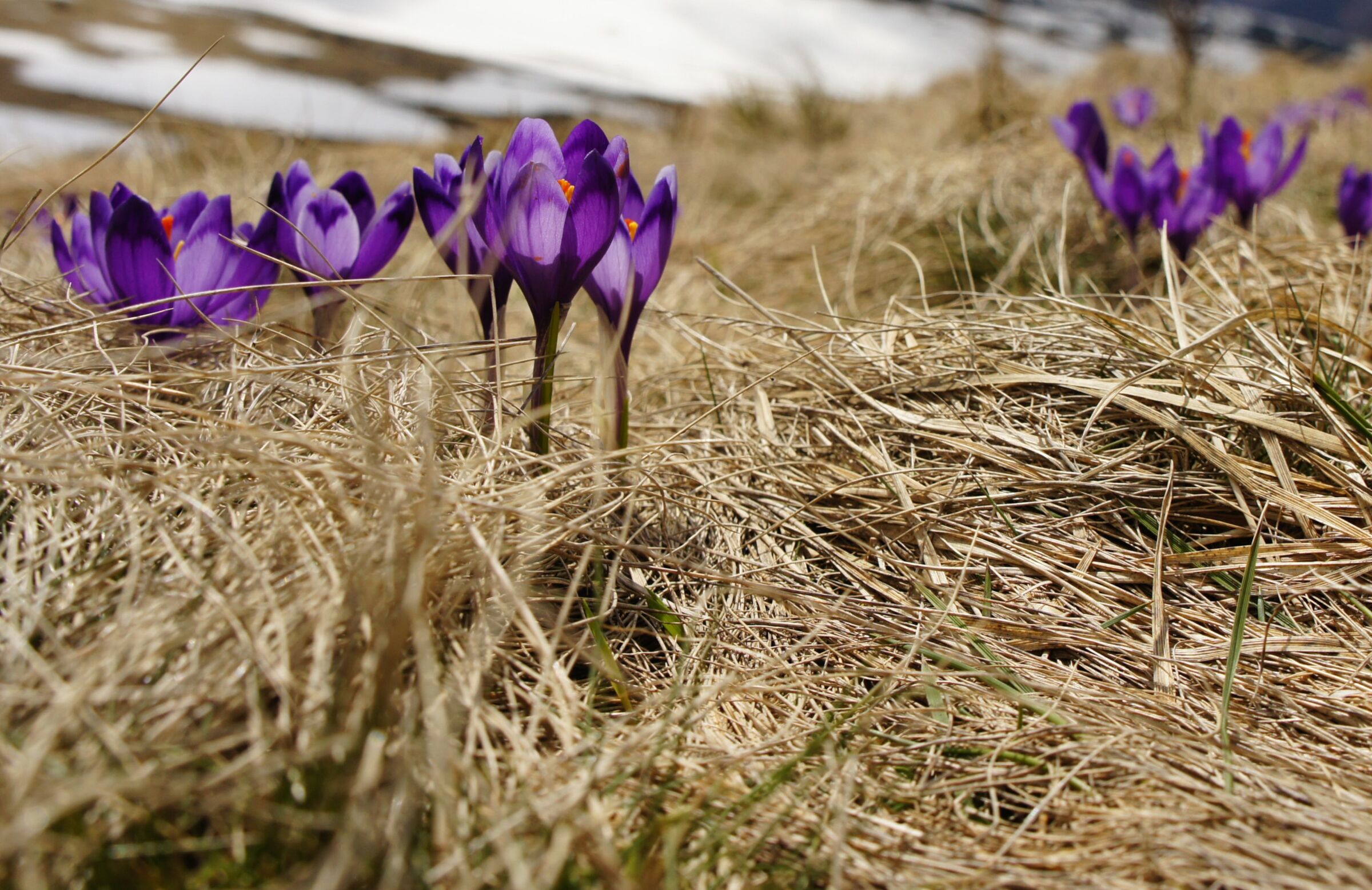 Wandern im Frühling bei den ersten Krokusblumen in den Wiesen und Feldern.