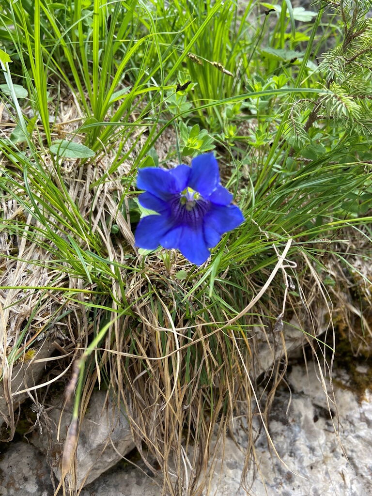 Wandern im Frühling und Frühlingsboten wie den Enzian entdecken.
