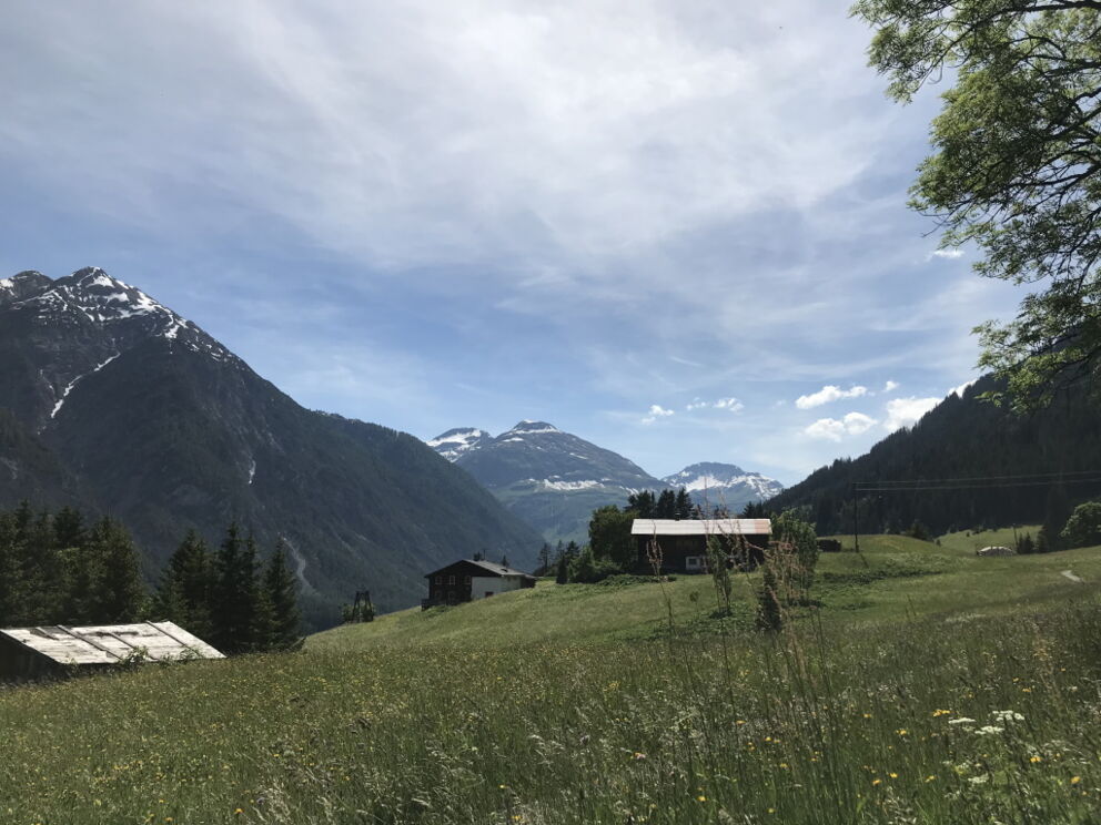 Wandern am Lechweg in Holzgau entlang verschiedener Kräuter und Wiesenblumen.