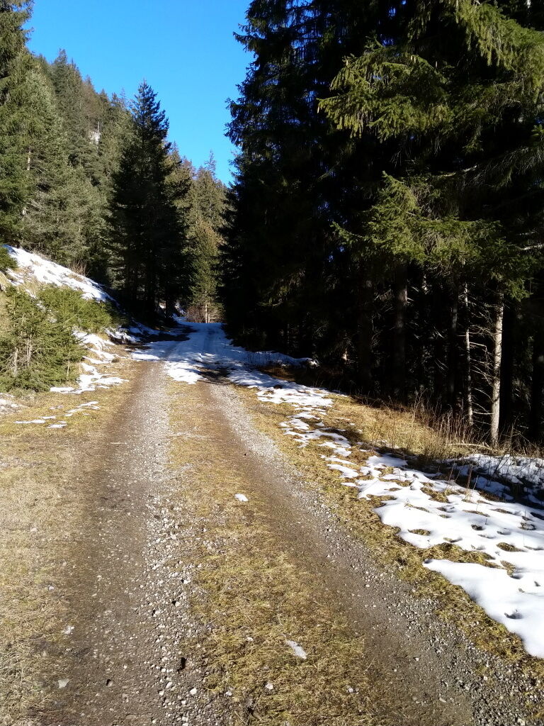 Eine sonnige Forststraße ist Ihr Begleiter in der Vorwinterwanderzeit auf den Baichlstein.