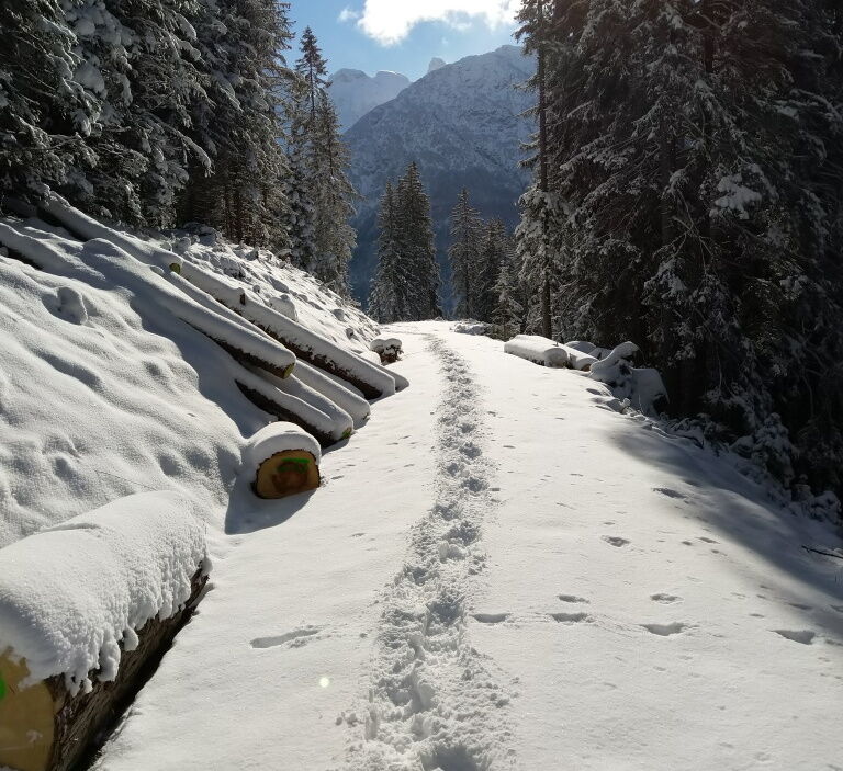 Winterwandern im Neuschnee bei Sonnenschein durch den Wald.