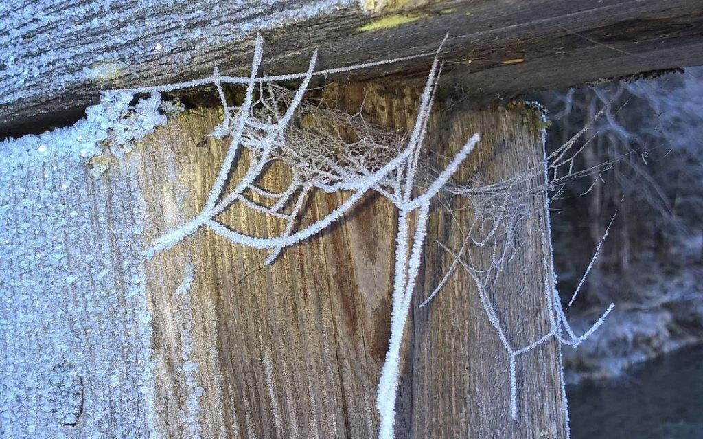 Auch Spinnennetze sind befallen vom Raureif im Naturpark-Lechtal.