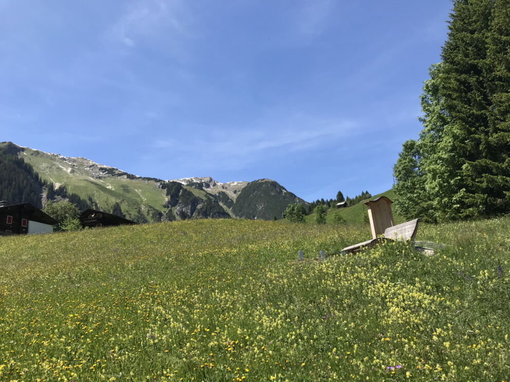 Entspannen inmitten einer Kräuterwiese in Holzgau im Frühsommer.