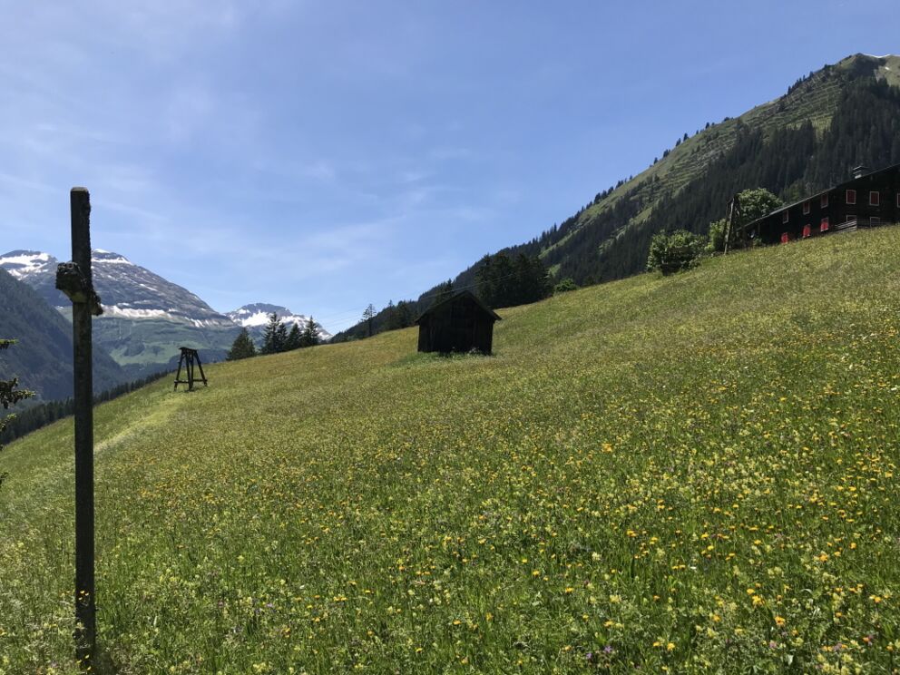 Kräuterwanderung mit den Lechtaler Kräuterhexen entlang dem Vitalweg.