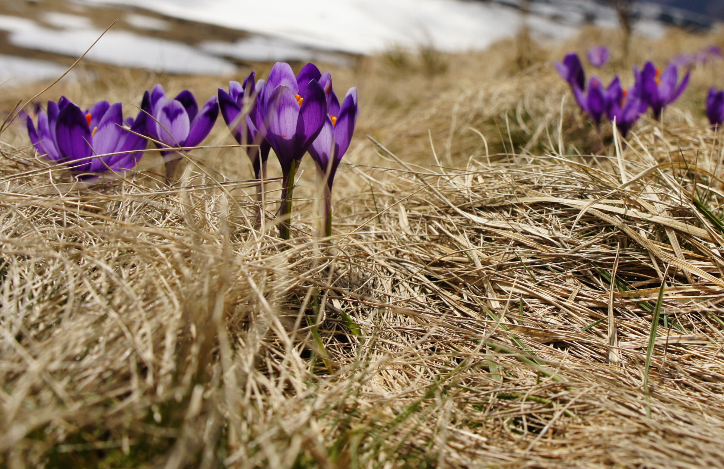 Wandern im Frühling bei den ersten Krokusblumen in den Wiesen und Feldern.