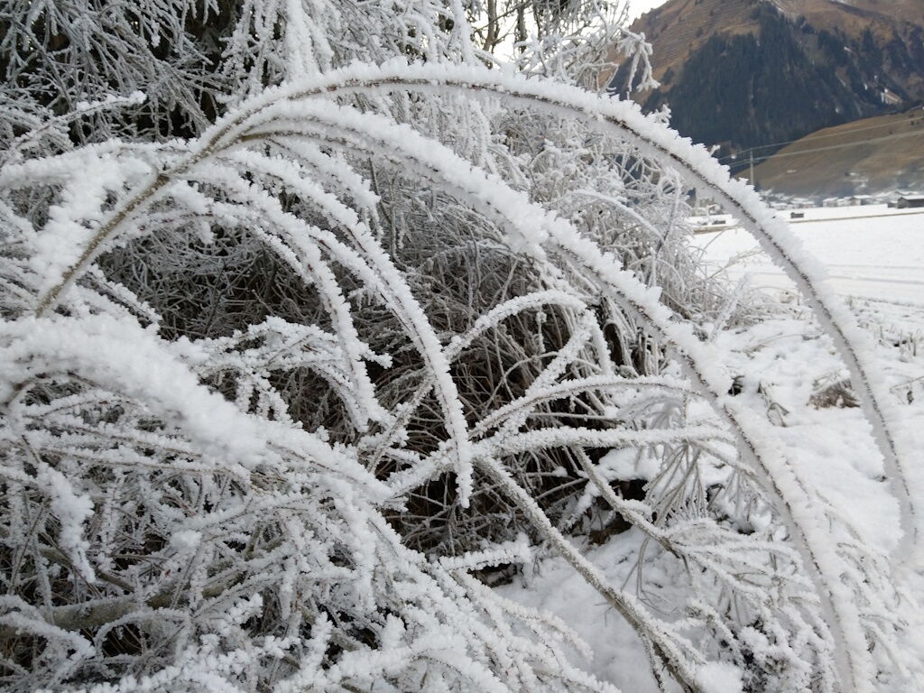 Starke Raureifbildung auf den Sträuchern im Naturpark-Lechtal.