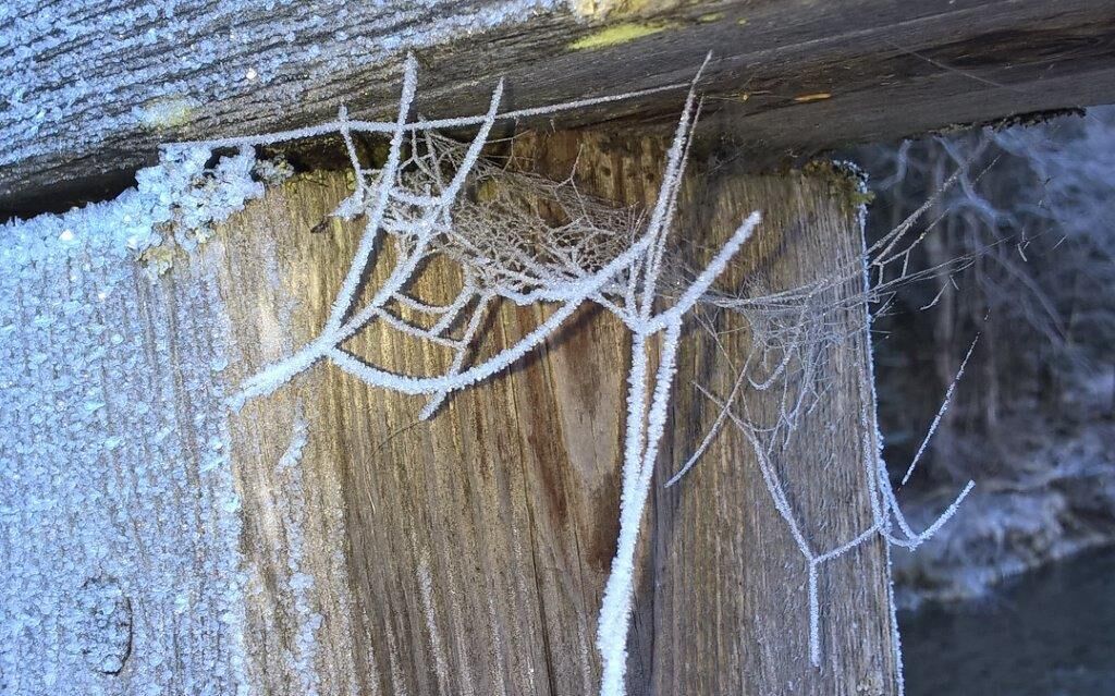 Auch Spinnennetze sind befallen vom Raureif im Naturpark-Lechtal.