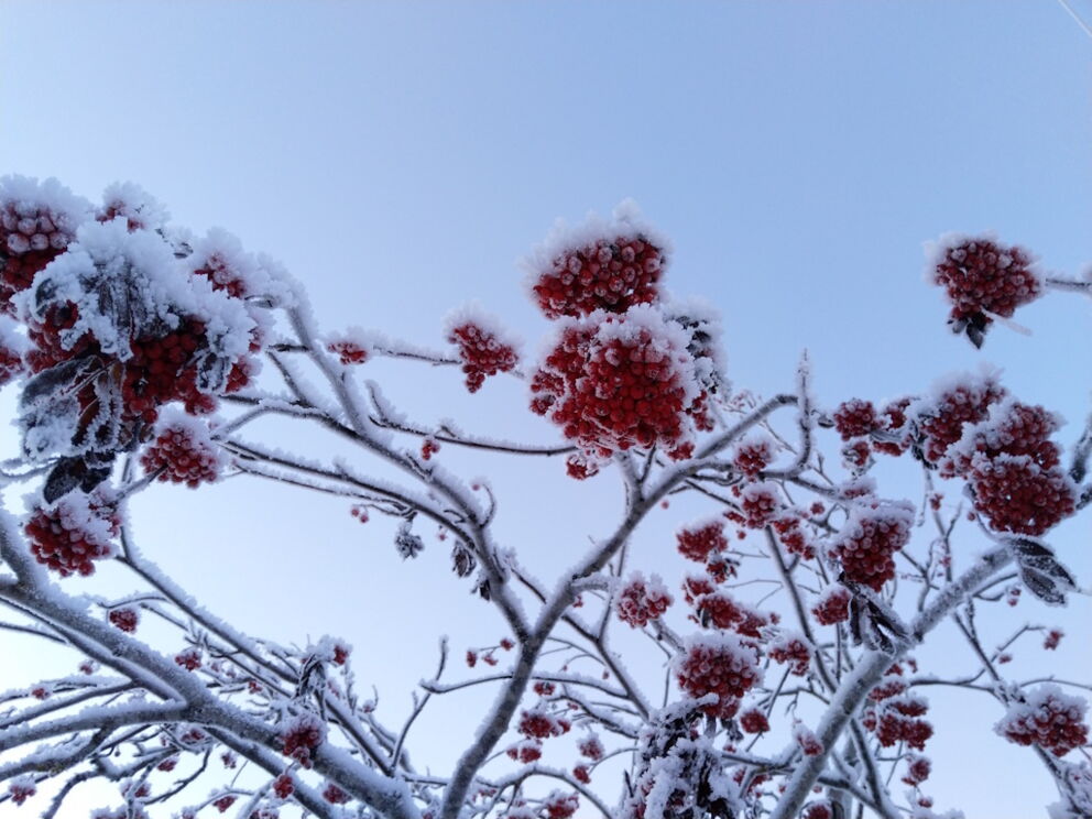 Vogelbeeren eingehüllt in frostigen Eiskristallen.