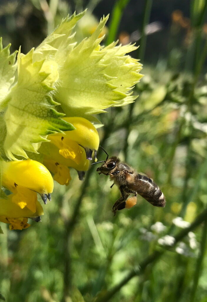 Eine fleißige Biene sammelt den Nektar für den Lechtaler Bienenhonig.
