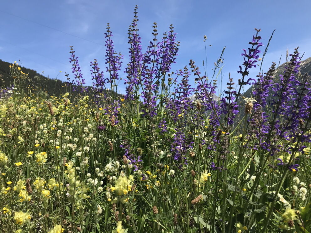 Kräuter entlang der Wanderwege im Naturpark Lechtal in Holzgau.