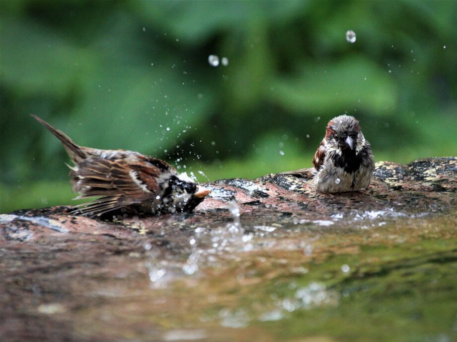 Eine erfrischende Dusche im klaren Wasser für die Vögel in der Früh.