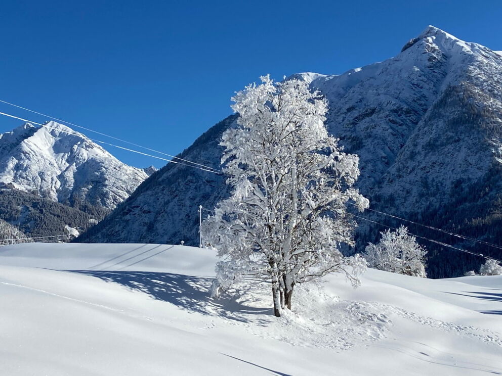 Schöne Winterwanderung mir frisch verschneiter Natur im Lechtal.