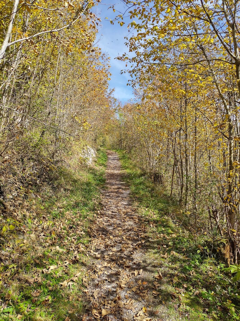 Wandern im goldenen Herbst durch den Blätterwald in Holzgau.