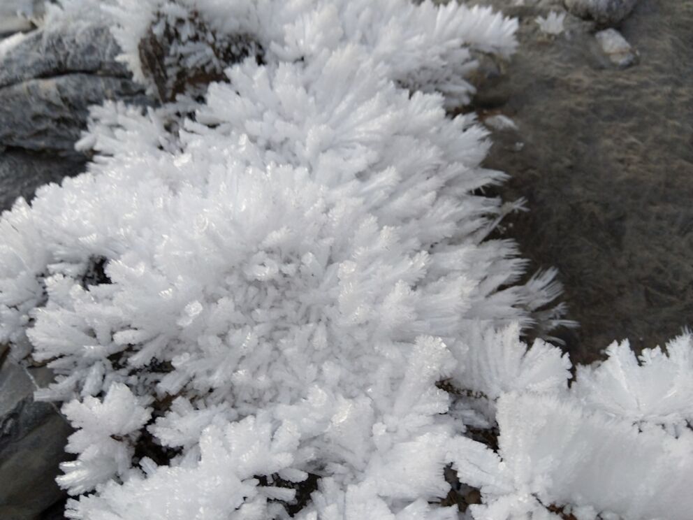 Wie kleine Hände sehen die kleinen Eiskristalle aus, ganz knapp über der Wasseroberfläche.