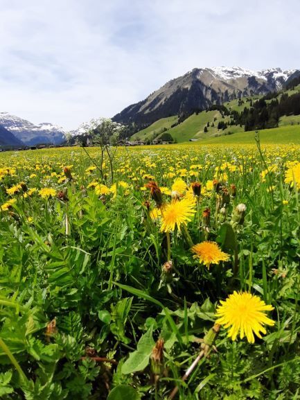 Wandern im Frühsommer in Holzgau bei saftigem Grün.