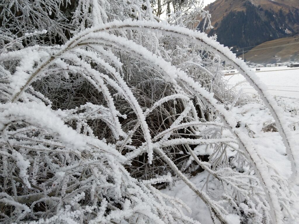 Starke Raureifbildung auf den Sträuchern im Naturpark-Lechtal.