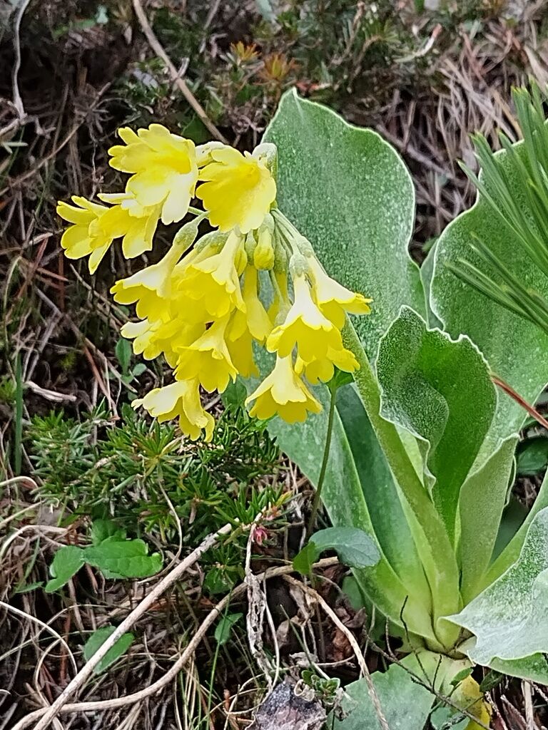 Wunderschöner Alpenaurikel im Lechtal.