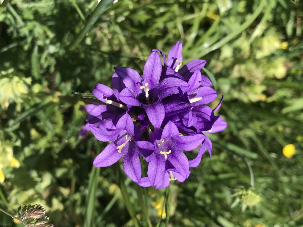 Wandern im Frühling und die Blumenpracht im Lechtal genießen.