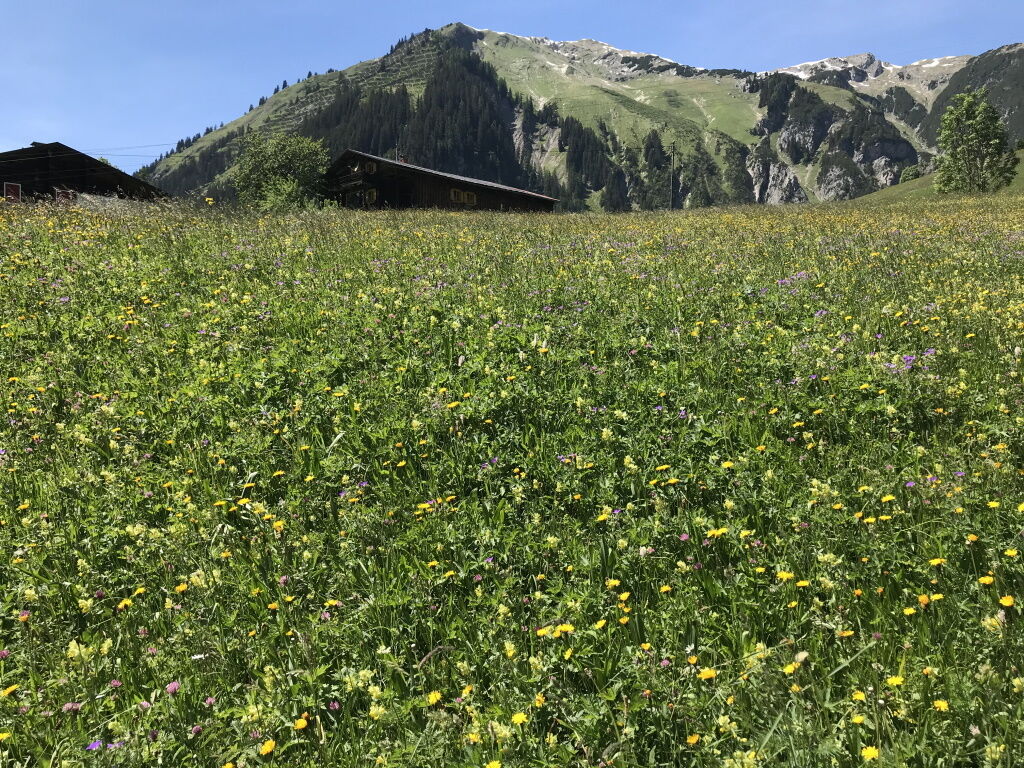 Wandern im Lechtal im Frühsommer bei blühenden Wiesen.