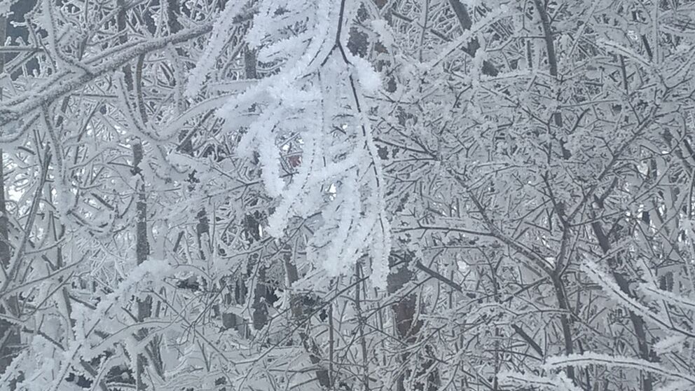 Winterwanderalternative an kalten Tagen ist die Raureifwanderung.