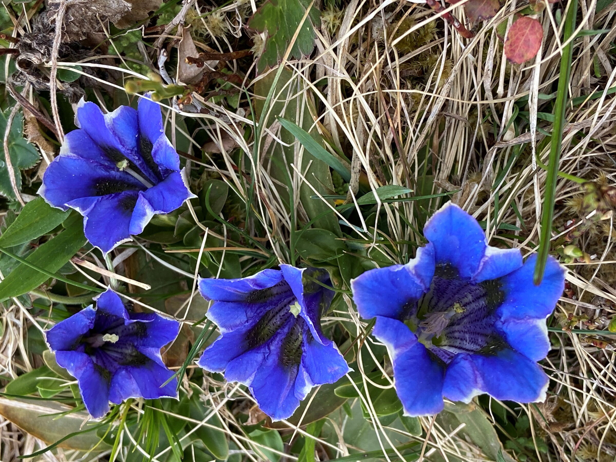 Wandern im Frühling im Naturpark Lechtal und den blauen Enzian überall entdecken.