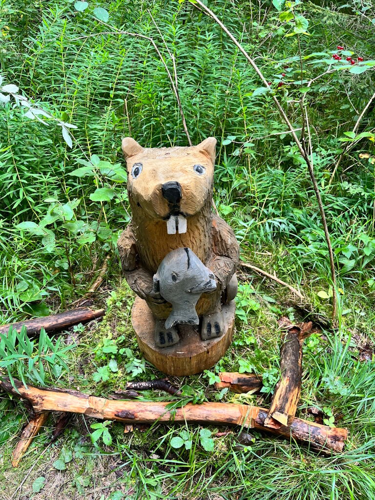 Ein fischender Bieber in den Lech-Auen bei Stockach im Zauber-, Märchenwaldweg.
