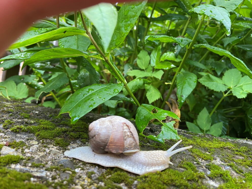 Wandern im Wald und richtig entschleunigen.