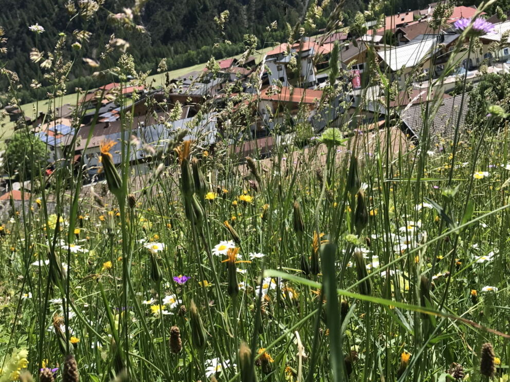 Wandern im Frühling mit der Dorfstube in Holzgau durch bunte Frühlingswiesen.