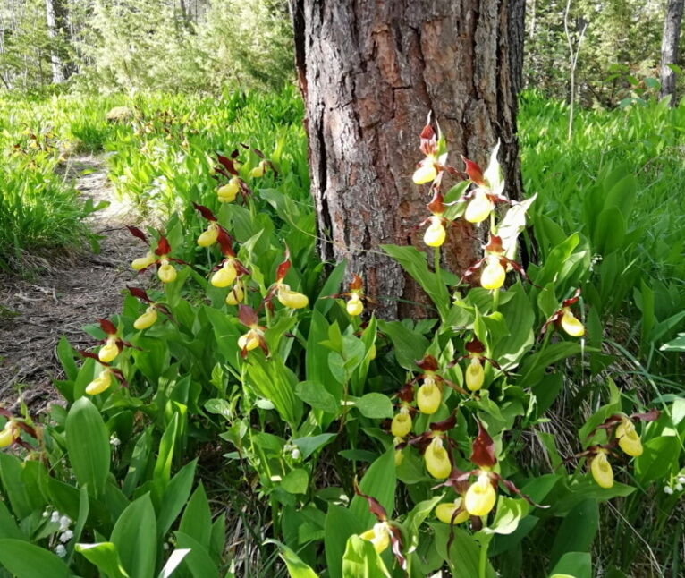 Im Frühling im Naturpark-Lechtal die Frauenschuhblütezeit entdecken.