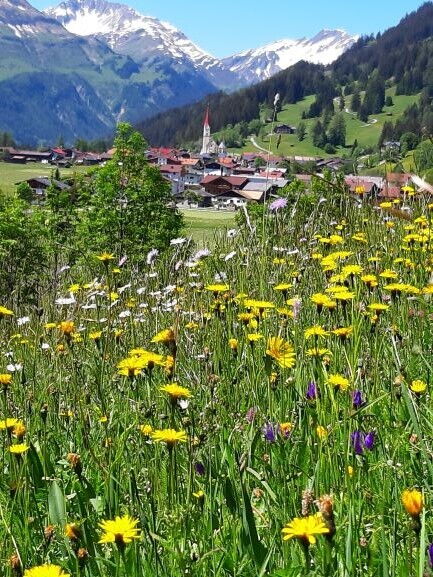 Im Sommer blühen die Kräuterwiesen in Holzgau.